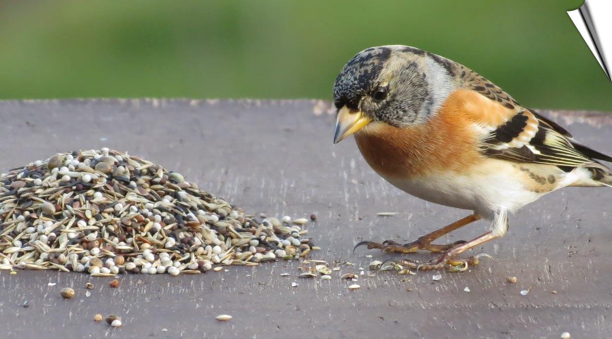 Tierfutter Verkauf -Tierfutter Verkauf Top
