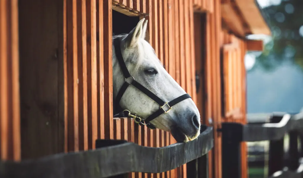 Tierfutter Verkauf -Tierfutter Verkauf ght header 1280x720 pferd leben mit pferd wundheilung 2x 1024x602 1