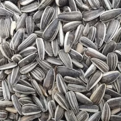 Matador Sonnenblumenkerne Gestreift 20kg