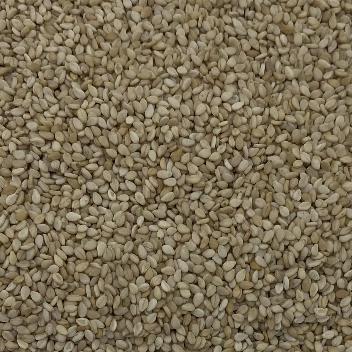 Sesamsaat - Vanrobaeys 25kg 1 Sesamsaat - Vanrobaeys 25kg