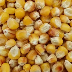 Mais Badischer Landmais - Spinne 25kg