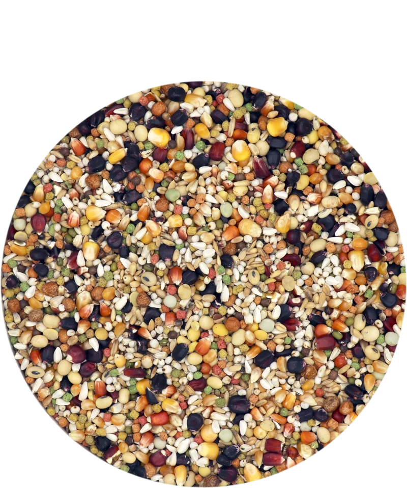 Versele Superstar Plus IC+ Black Label 20kg 1 Versele Superstar Plus IC+ Black Label 20kg