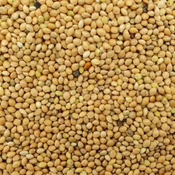 VERSELE-LAGA Hirse Gelb Plata - Versele 25kg