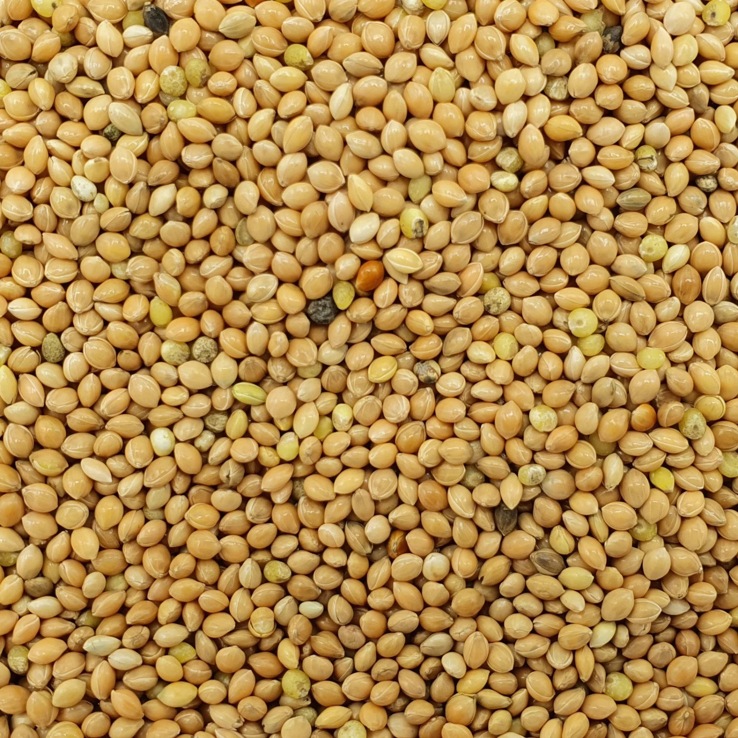 VERSELE-LAGA Hirse Gelb Plata - Versele 25kg 1 VERSELE-LAGA Hirse Gelb Plata - Versele 25kg